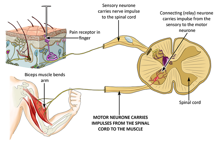 A diagram showing how pain travels from the receptor to the spinal cord to the motor neurone to engage the muscle